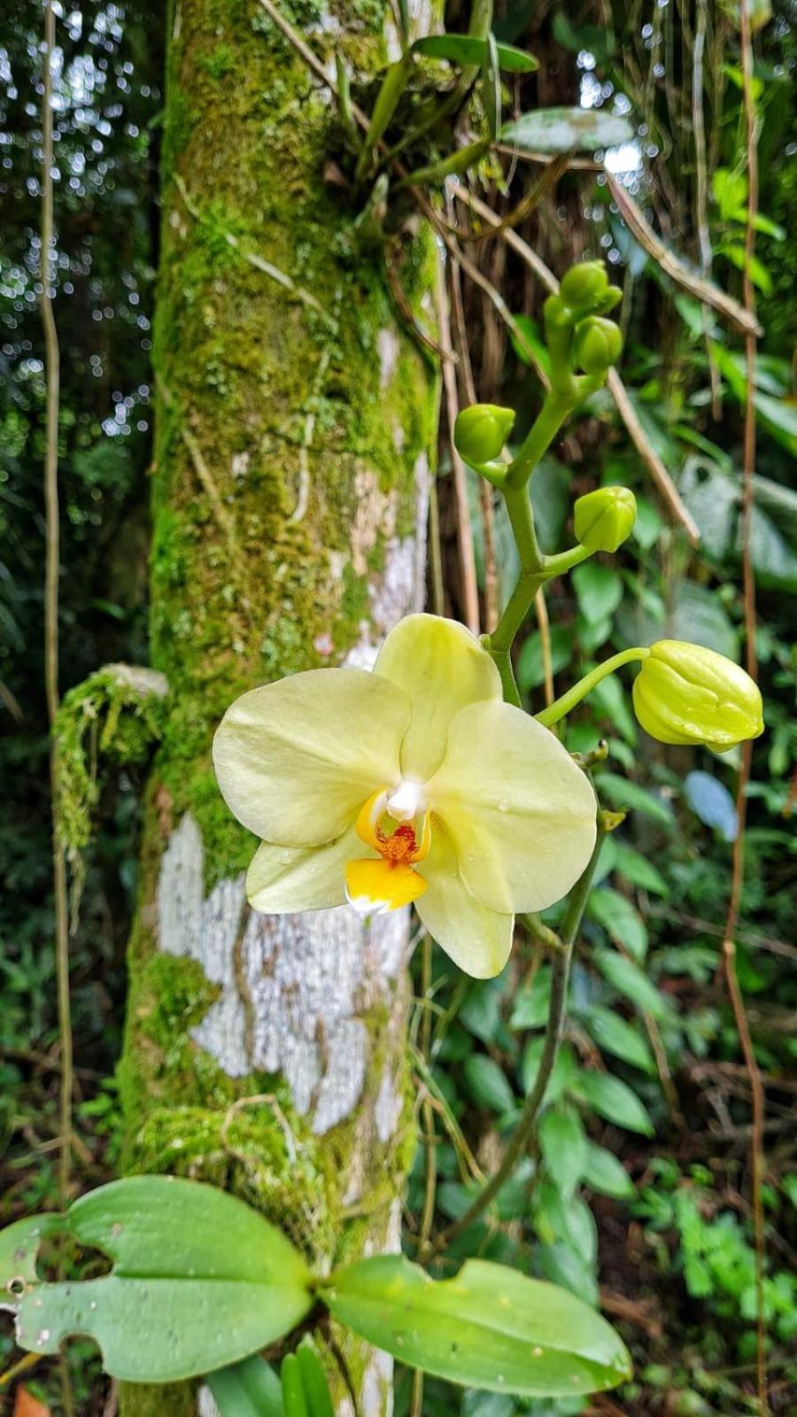 Recanto Da Margo 1, Casa Com Acesso A Cachoeira Paraty Buitenkant foto