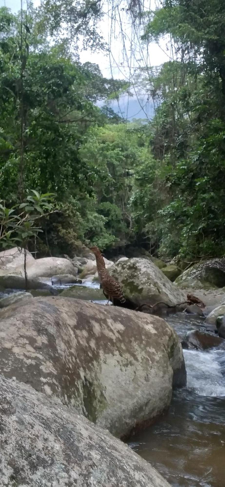 Recanto Da Margo 1, Casa Com Acesso A Cachoeira Paraty Buitenkant foto