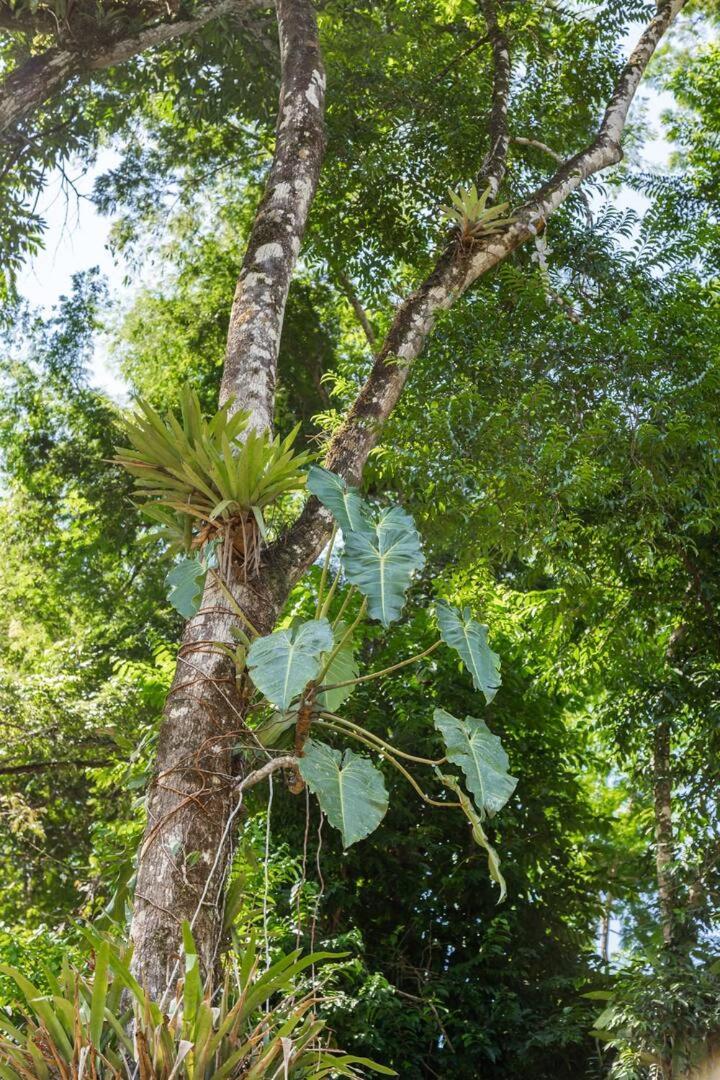 Recanto Da Margo 1, Casa Com Acesso A Cachoeira Paraty Buitenkant foto